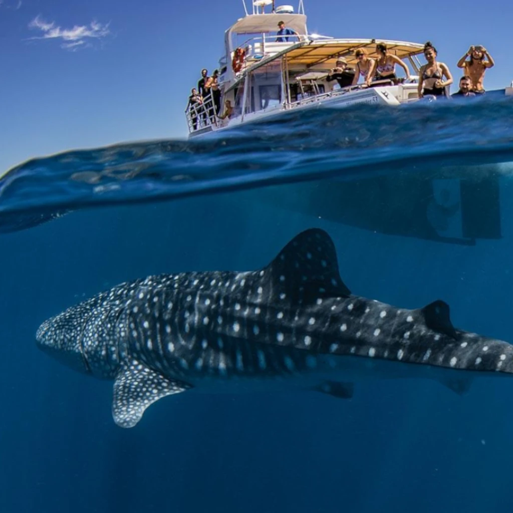 tour snorkel con tiburon ballena puerto morelos