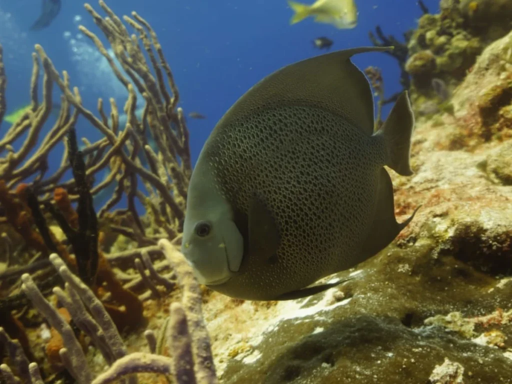 Discover the Best Snorkeling Tour in Puerto Morelos