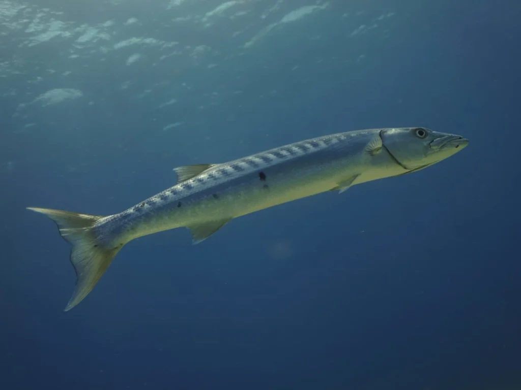 Discover the Best Snorkeling Tour in Puerto Morelos Barracuda
