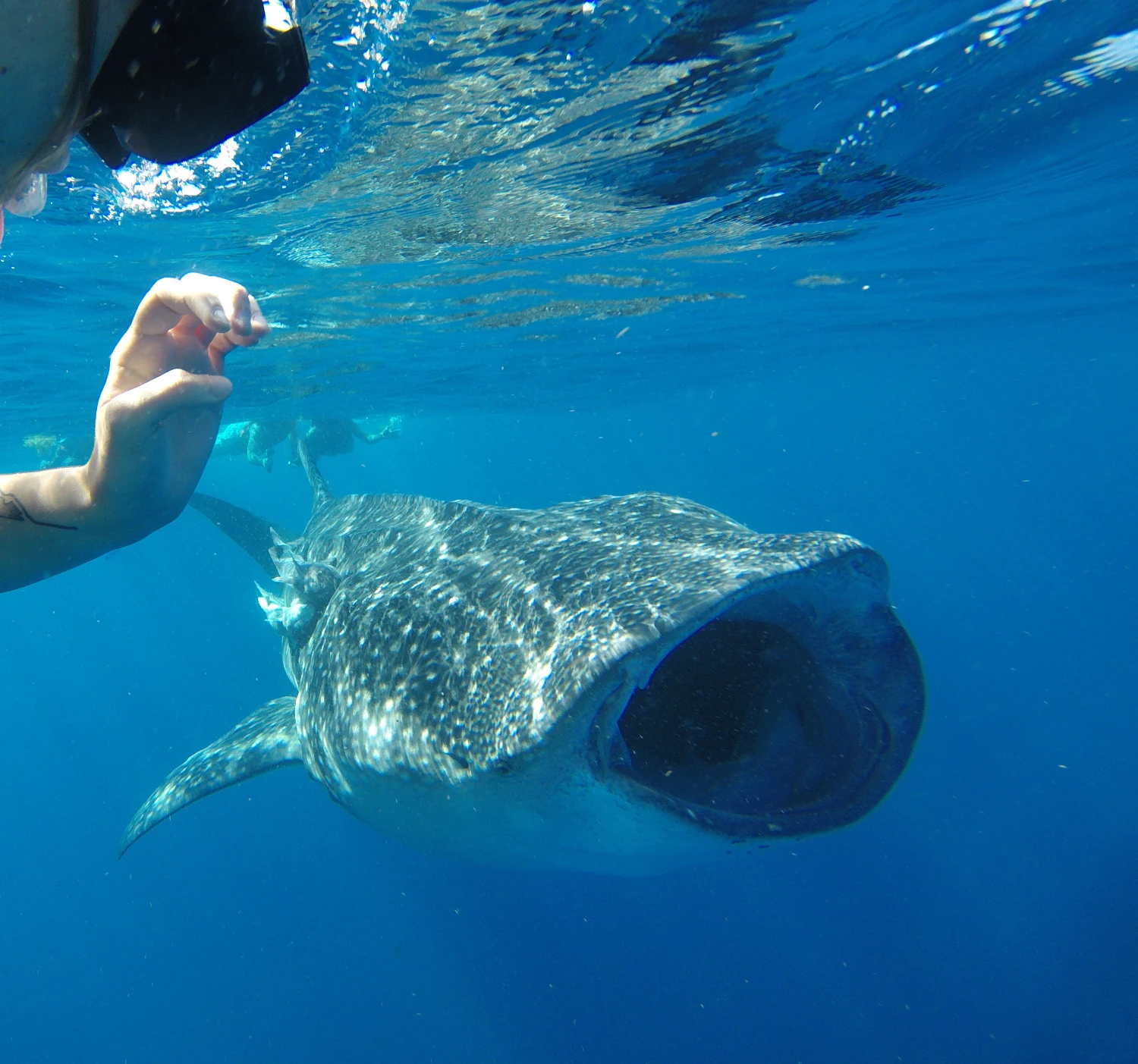 Tour Tiburon Ballena