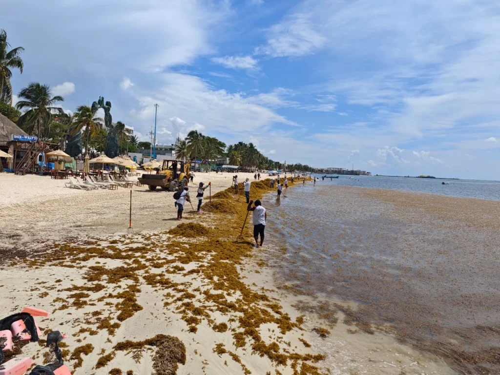 sargassum in the mexican caribbean