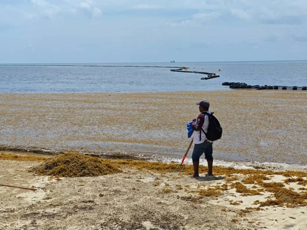 sargazo en el caribe mexicano