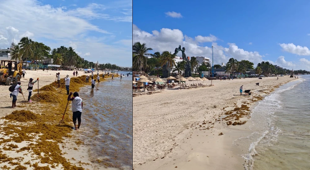Lutte contre les Sargasses à Puerto Morelos et Playa del Carmen