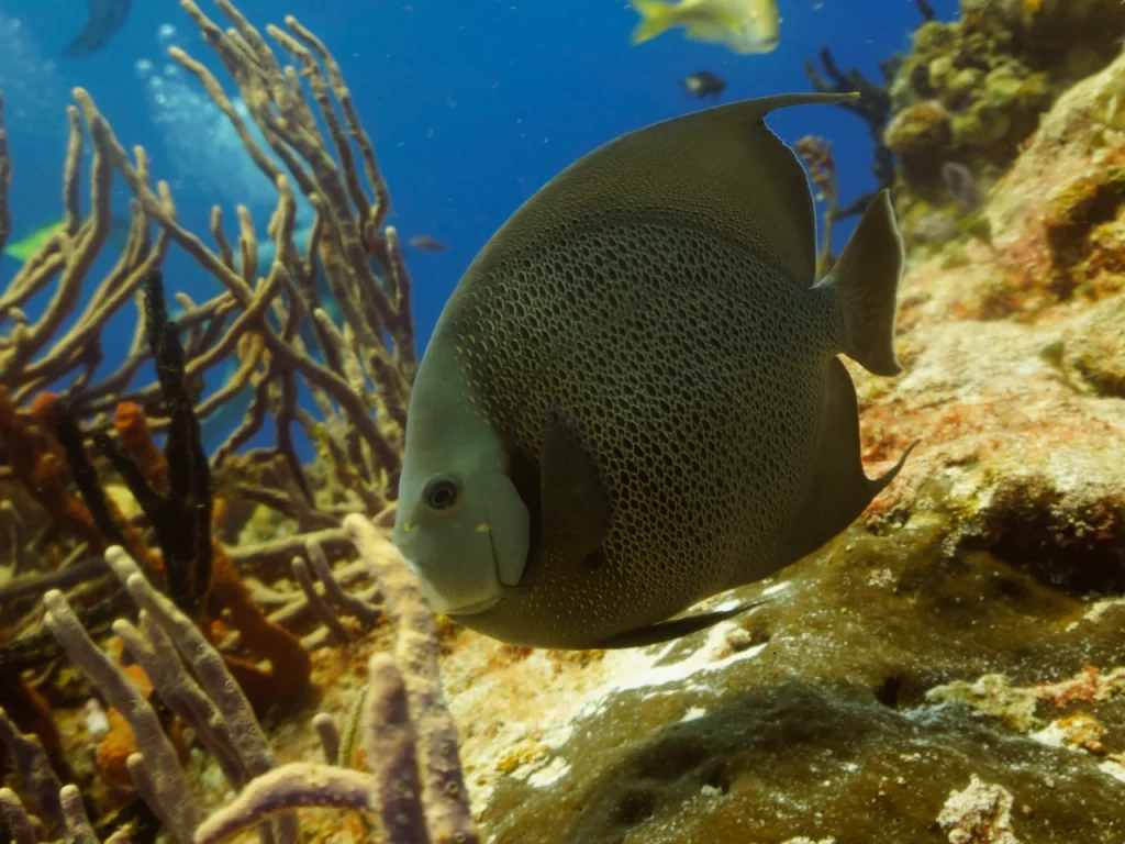 Vacaciones de Invierno en Puerto Morelos snorkel