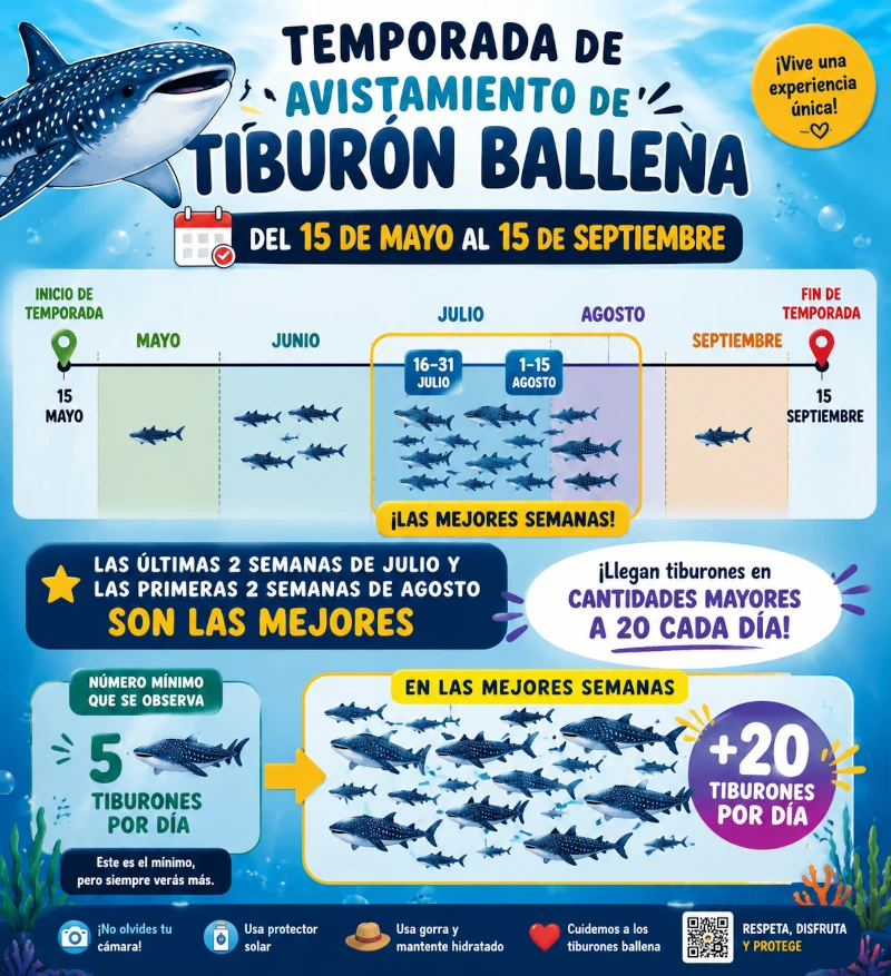 La mejor época para nadar con tiburones ballena en Cancún