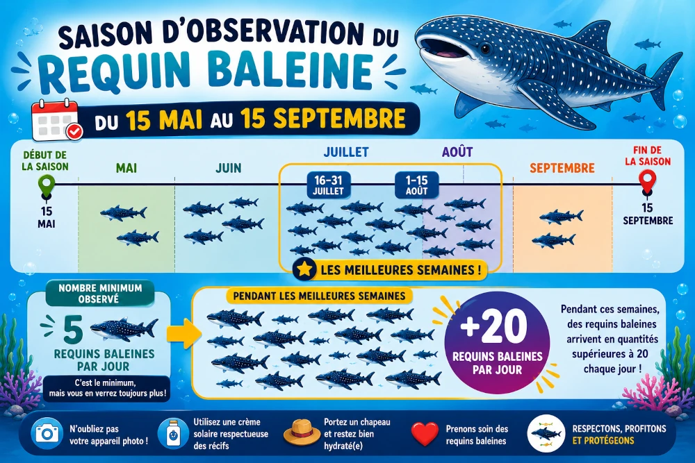 meilleur moment pour nager avec les requins baleines a cancun
