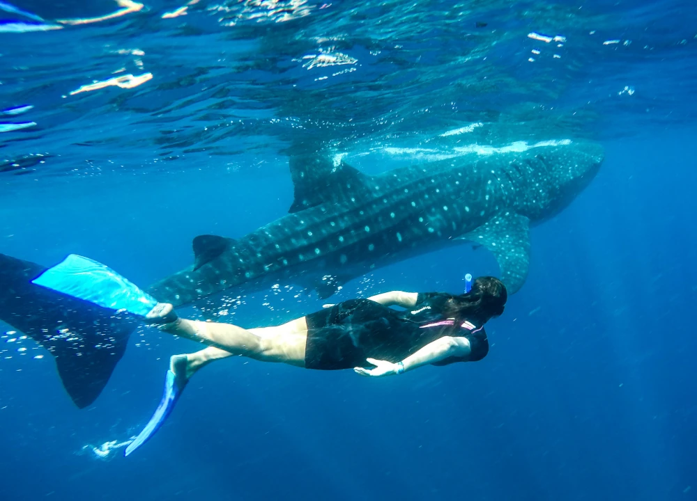 whale shark tour mexico puertomorelosvoyage